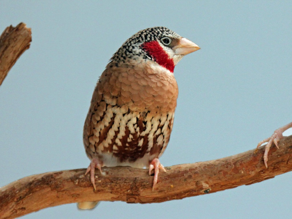 características do tentilhao degolado