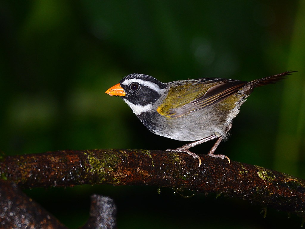 caracteristicas do tico-tico-de-bico-laranja