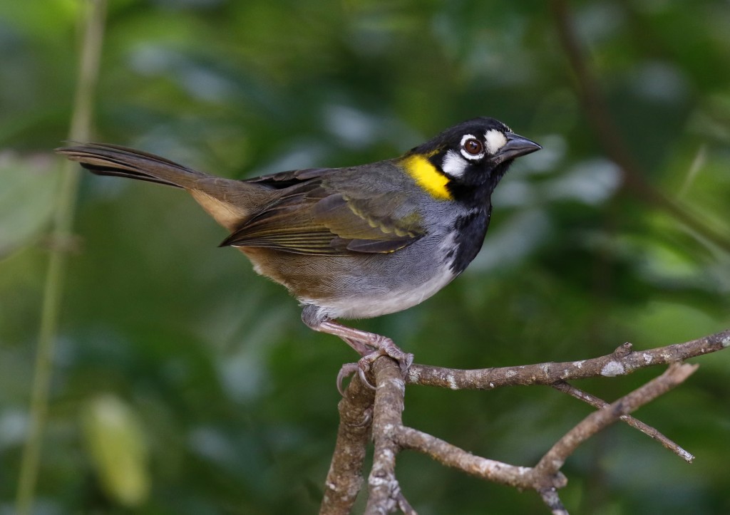 caracteristicas do toqui-de-orelha-branca