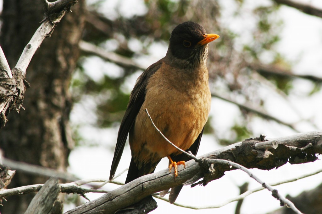 caracteristicas do tordo-austral