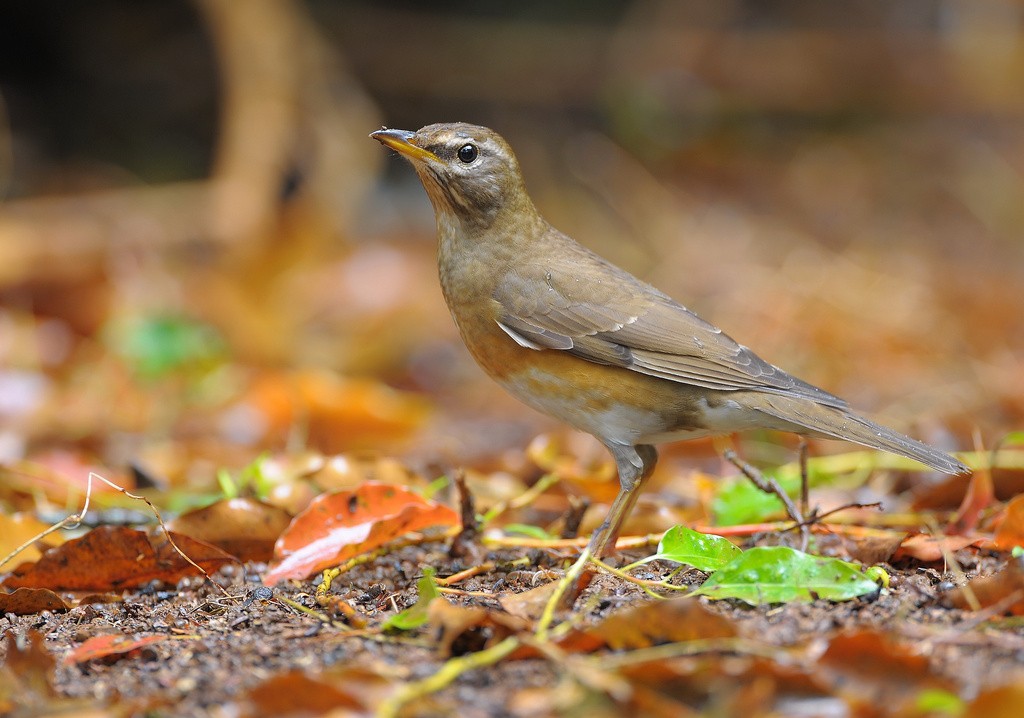 caracteristicas do tordo-escuro