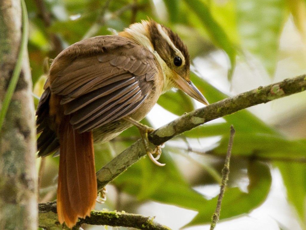 características do trepador-coleira