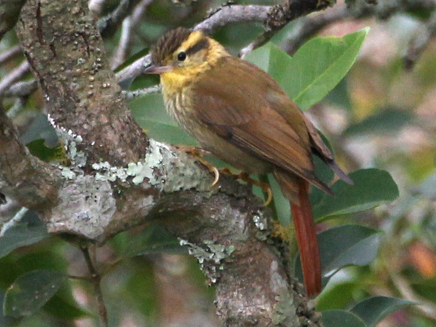 caracteristicas do trepadorzinho