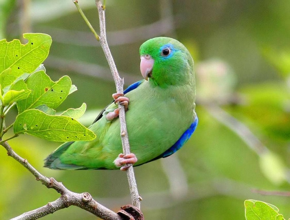 características do tuim-da-colombia