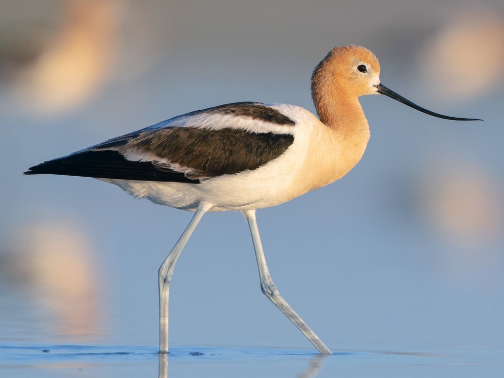 classificacao cientifica da avoceta americana