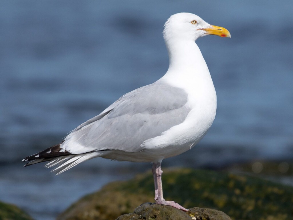 classificacao cientifica da gaivota prateada