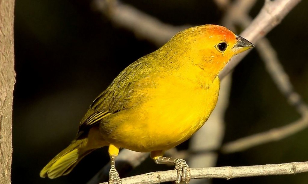 classificacao cientifica do Canario belga amarelo