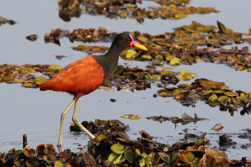 classificacao cientifica do Jacana