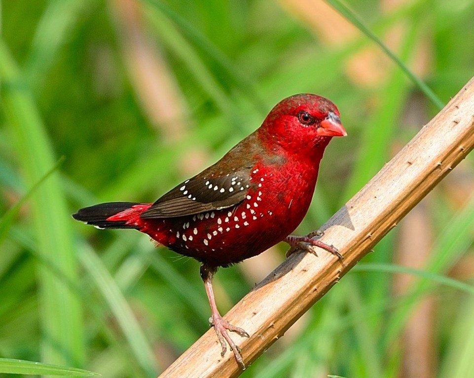 classificacao cientifica do Vermelho bengali