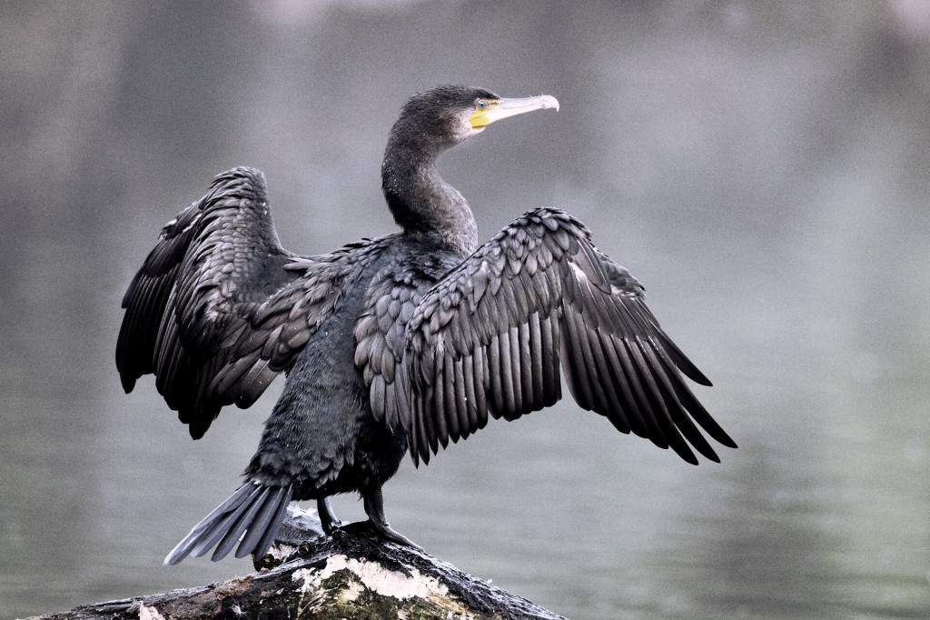 classificacao cientifica do cormorao 