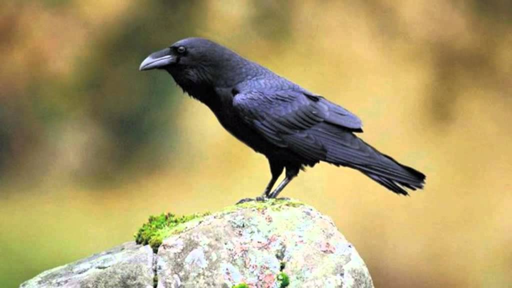 classificacao cientifica do corvo preto