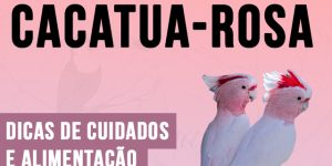 como criar cacatua-rosa