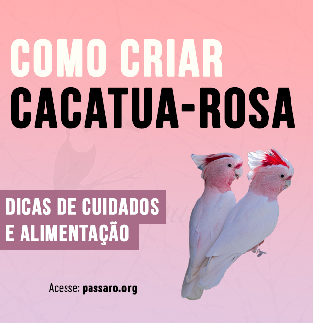 como criar cacatua-rosa