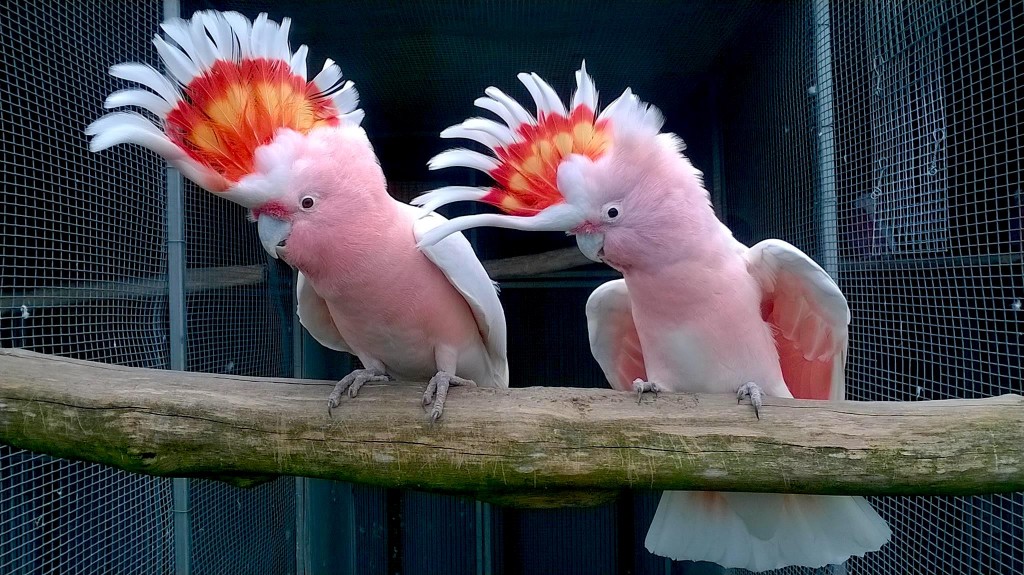 como criar cacatua-rosa