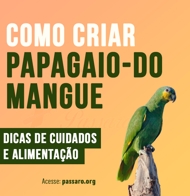 como criar papagaio-do-mangue