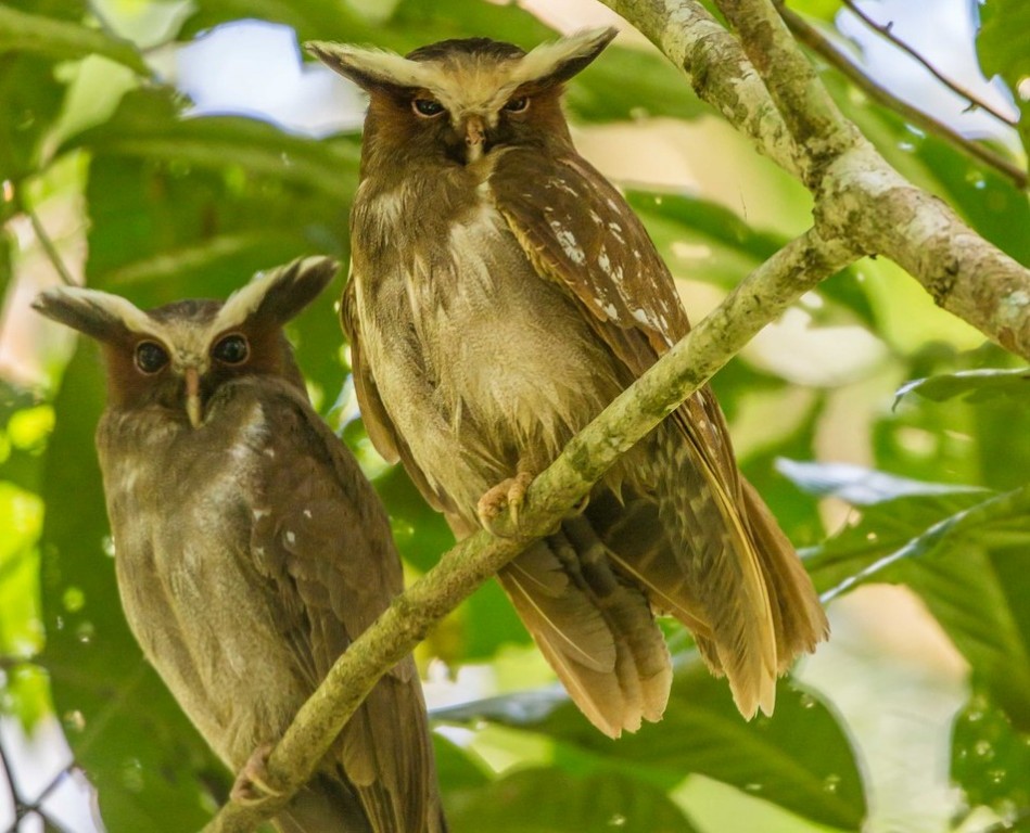 coruja-de-crista