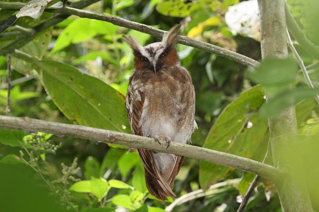 coruja-de-crista