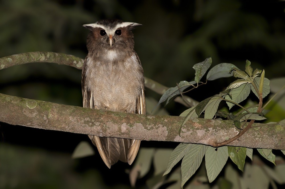 coruja-de-crista