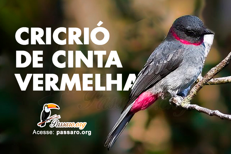 cricrió de cinta vermelha