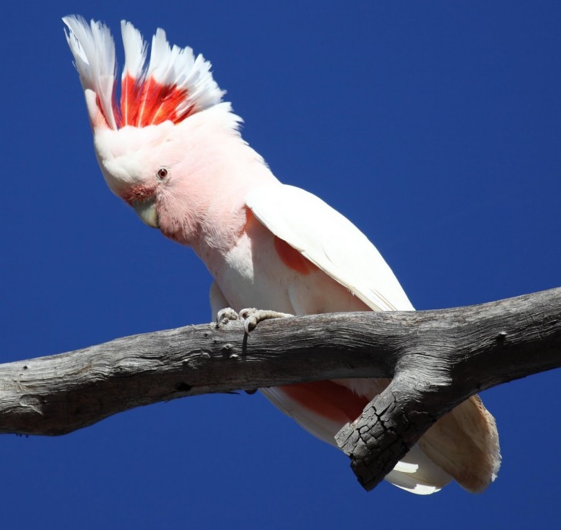 dicas ao criar cacatua-rosa