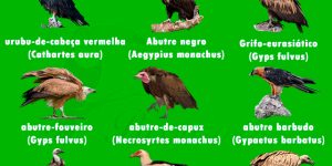 especies de abutre do novo mundo