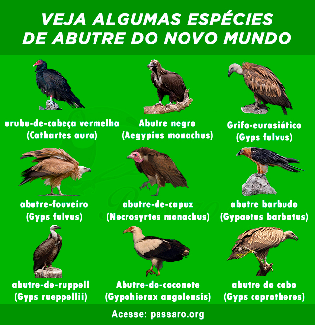 especies de abutre do novo mundo