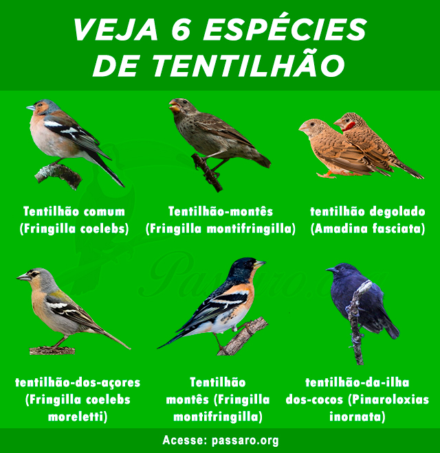 especies de tentilhao