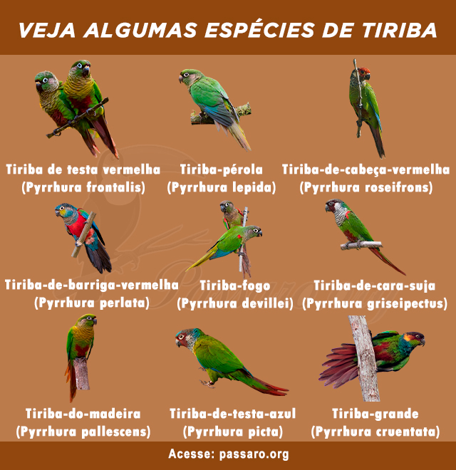 especies de tiriba