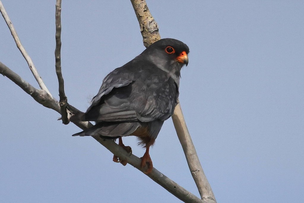 falcao de amur