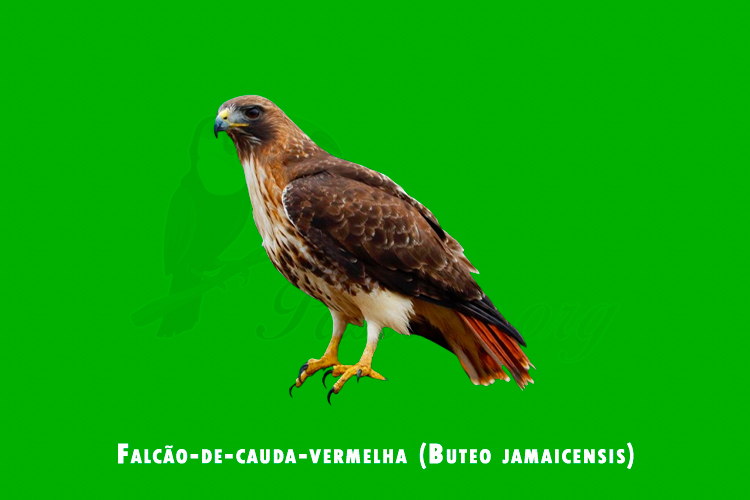 falcao-de-cauda-vermelha (buteo jamaicensis)