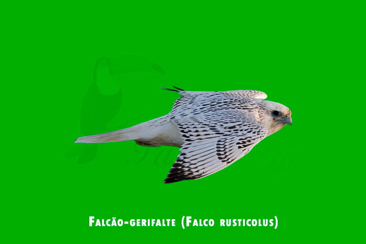falcao-gerifalte ( falco rusticolus)