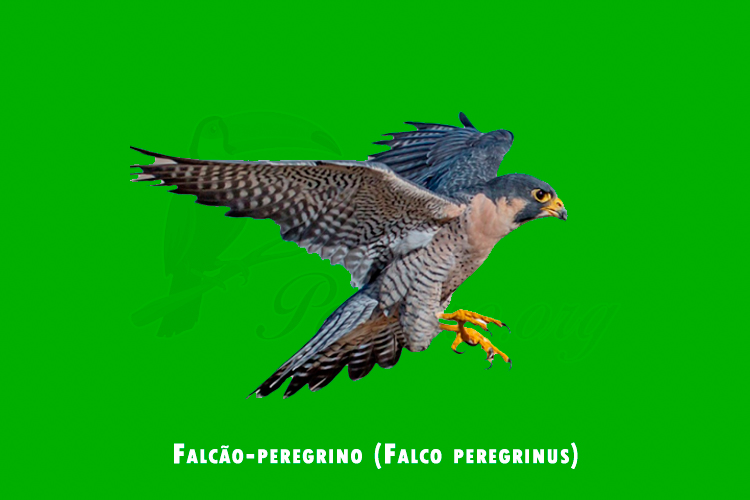 falcao-peregrino ( falco peregrinus)