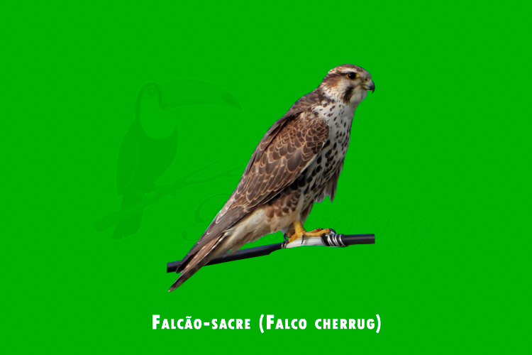 falcao-sacre (falco cherrug)