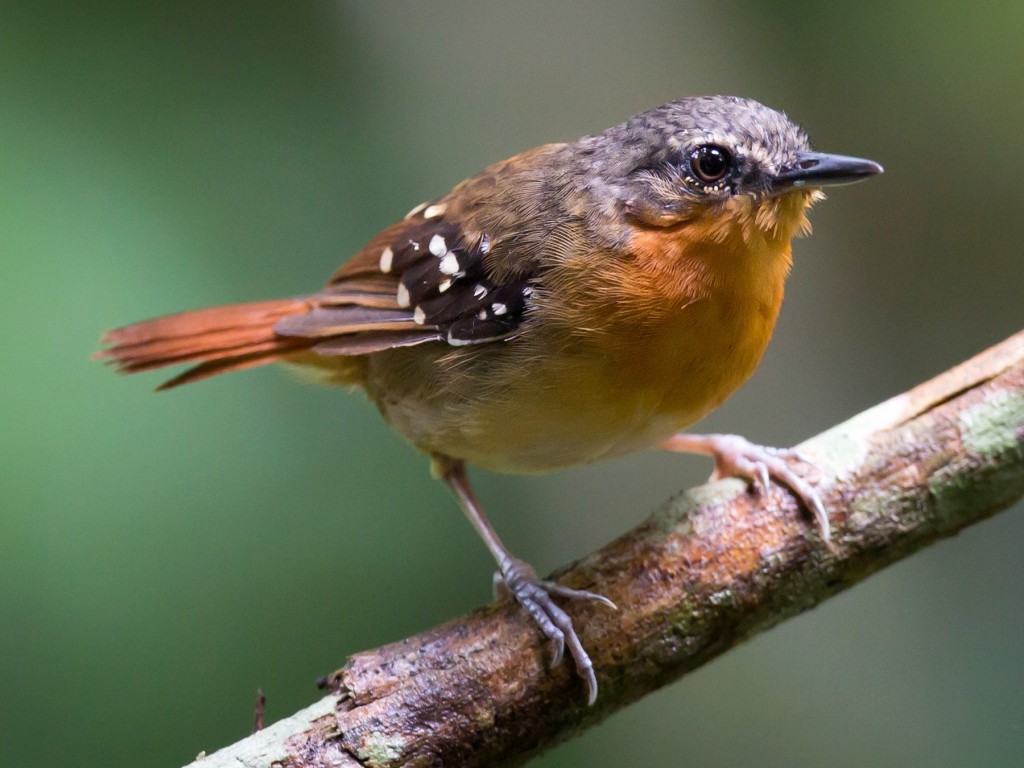 formigueiro-de-cauda-castanha (2)