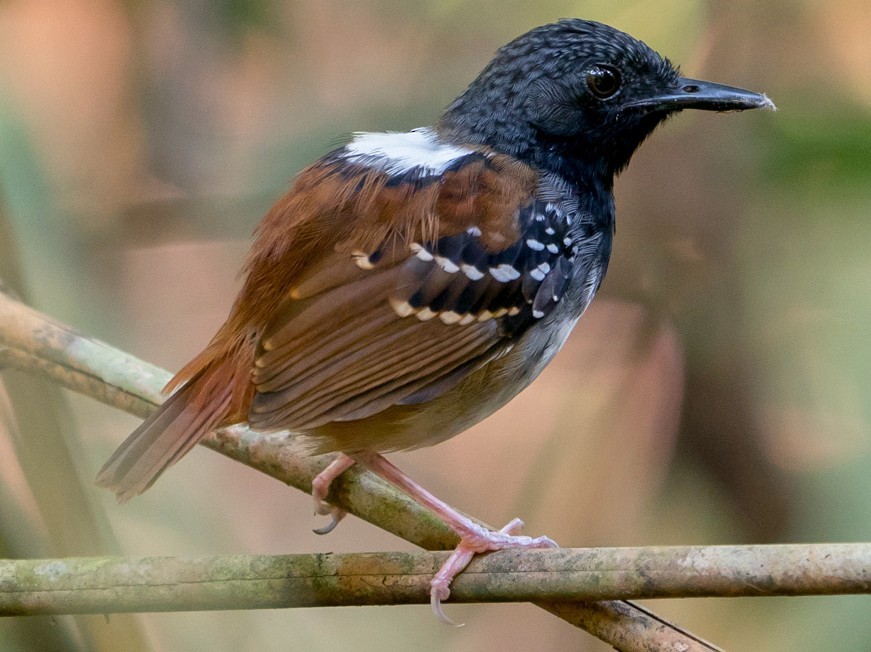 formigueiro-de-cauda-castanha