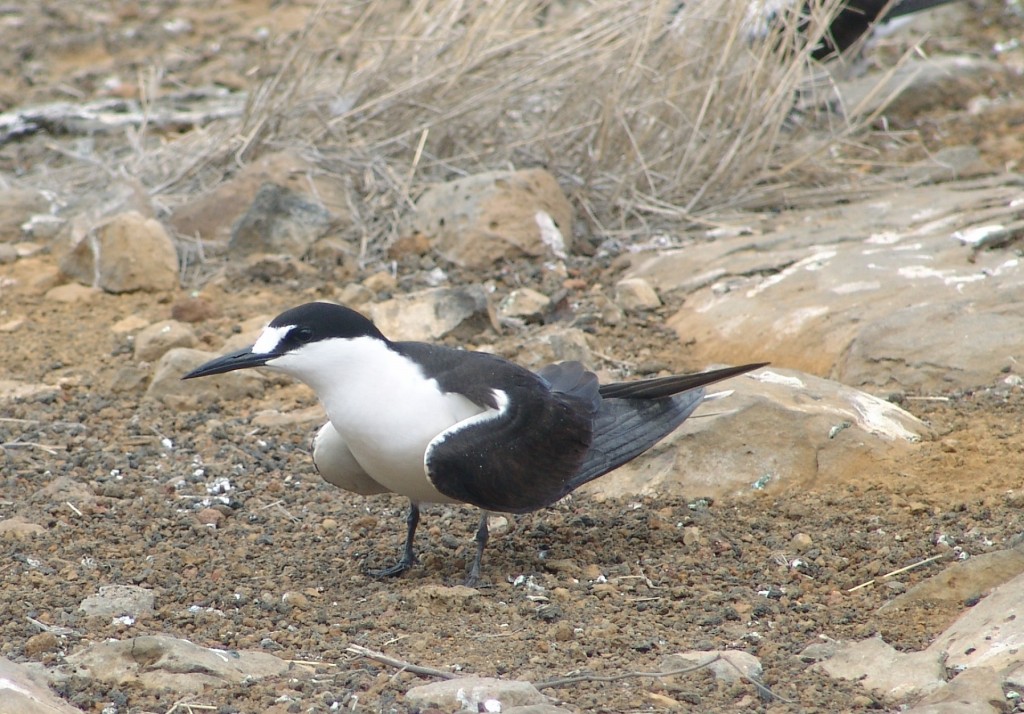 gaivina-de-dorso-preto 