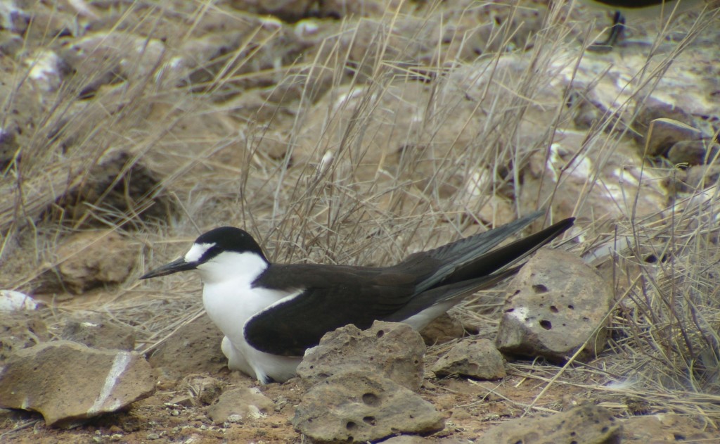 gaivina-de-dorso-preto