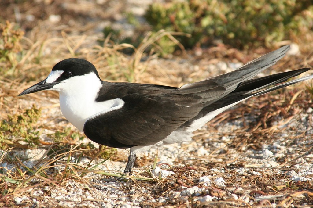 gaivina-de-dorso-preto 