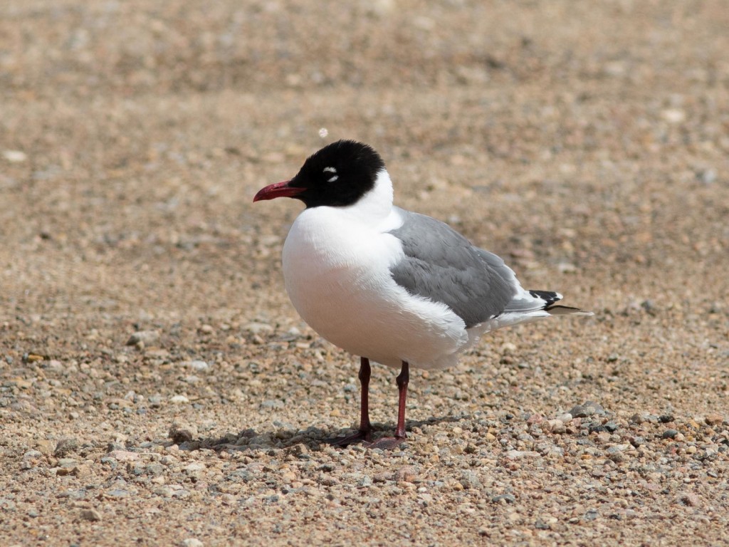 gaivota-de-franklin