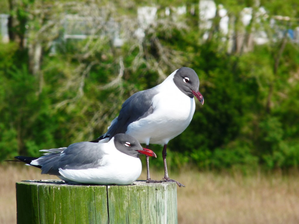 gaivota-de-franklin