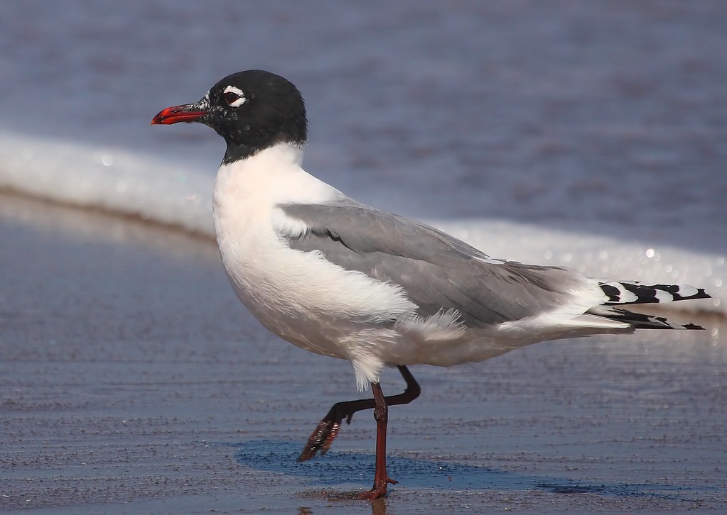 gaivota-de-franklin