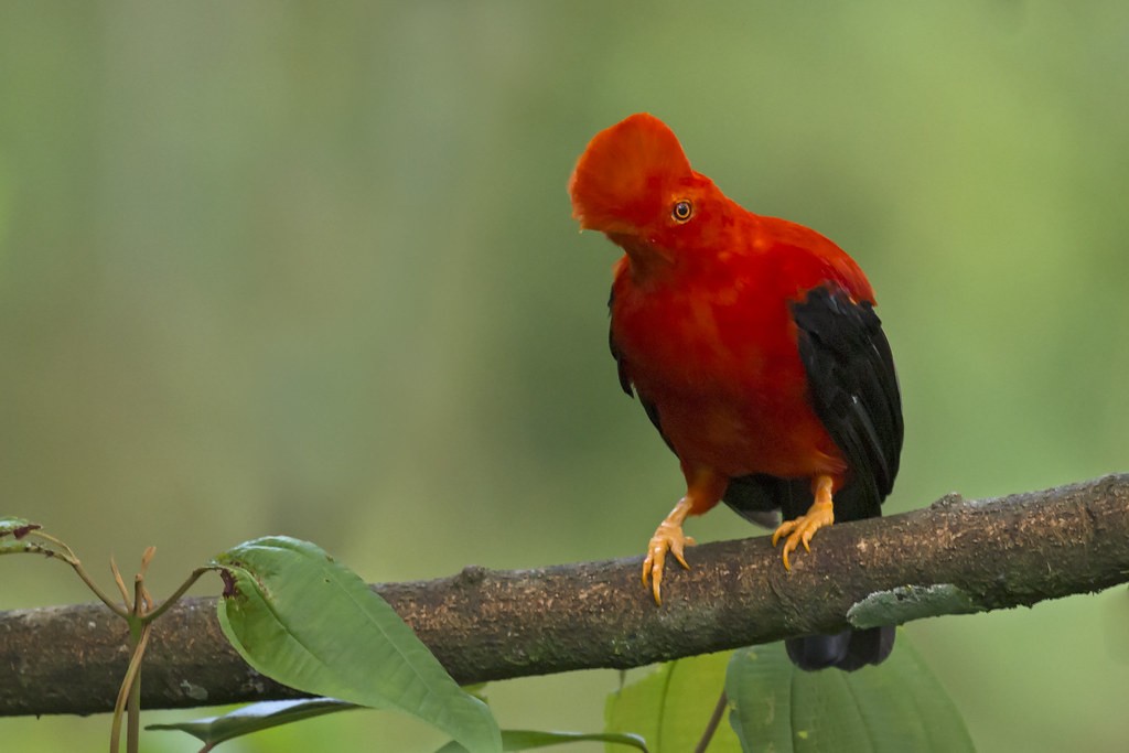 galo-da-serra-andino