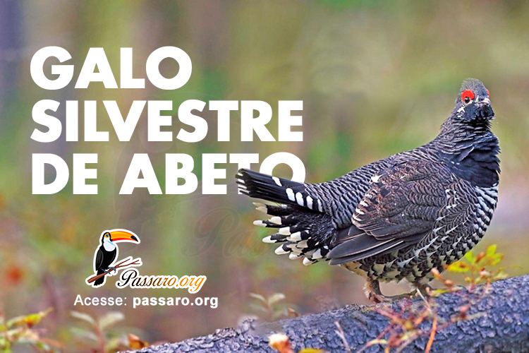 galo silvestre de abeto