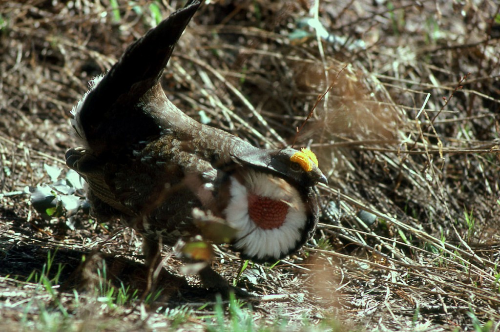 galo silvestre escuro