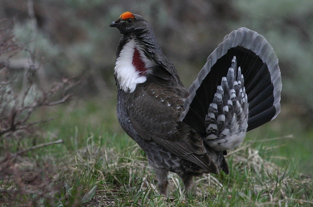 galo silvestre escuro