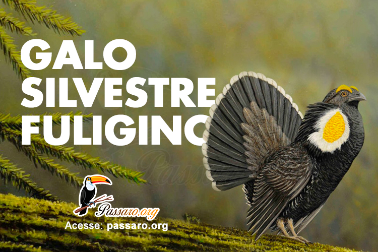 galo silvestre fuligino