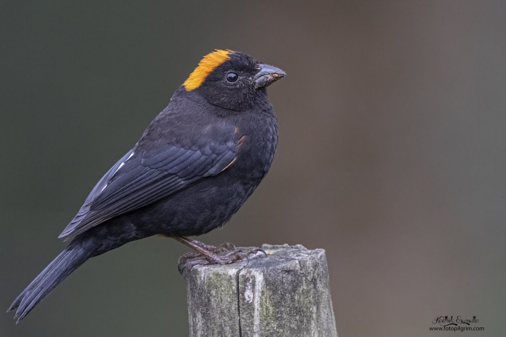 golden-naped finch 