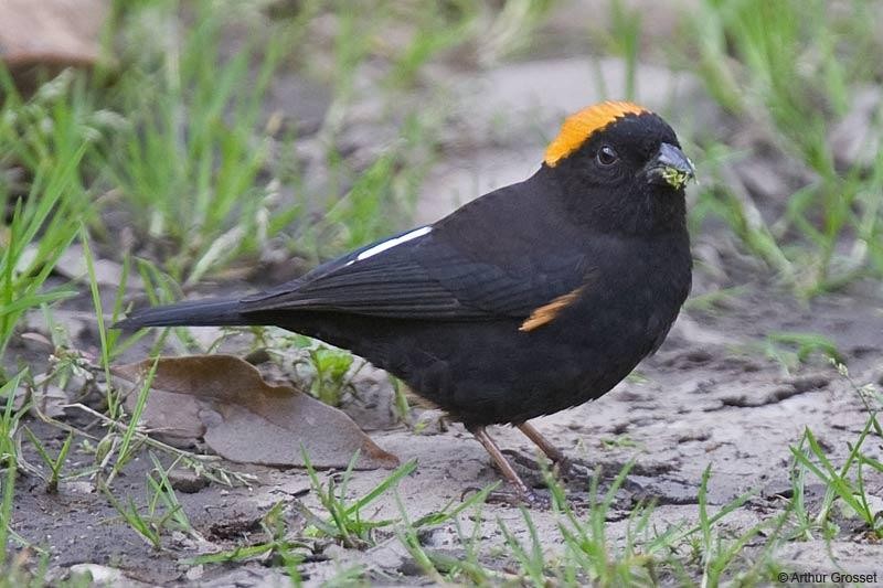 golden-naped finch