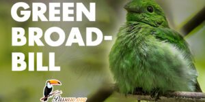 green broadbill