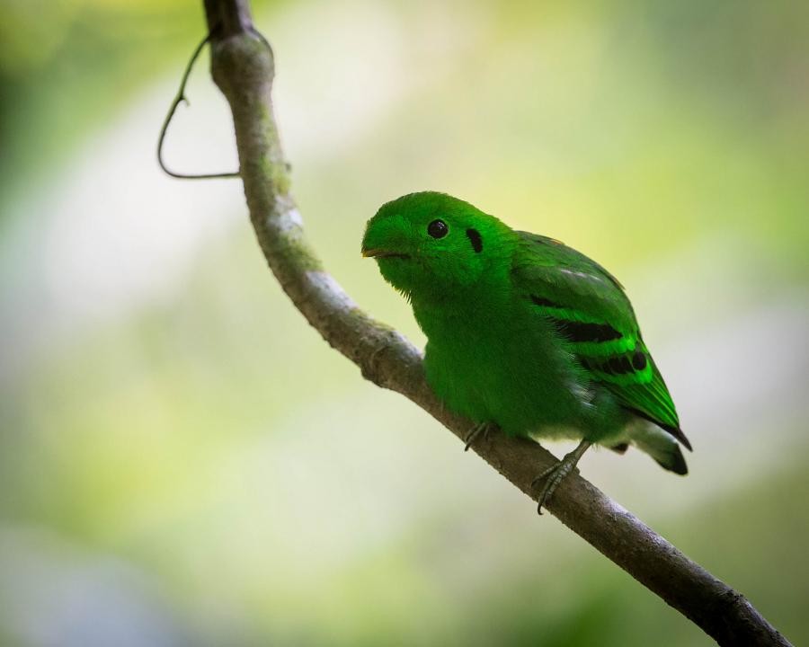 green broadbill 